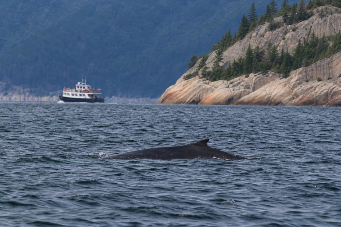 Minke whale surfacing on the St. Lawrence estuary near Tadoussac with whale watchers in the distance